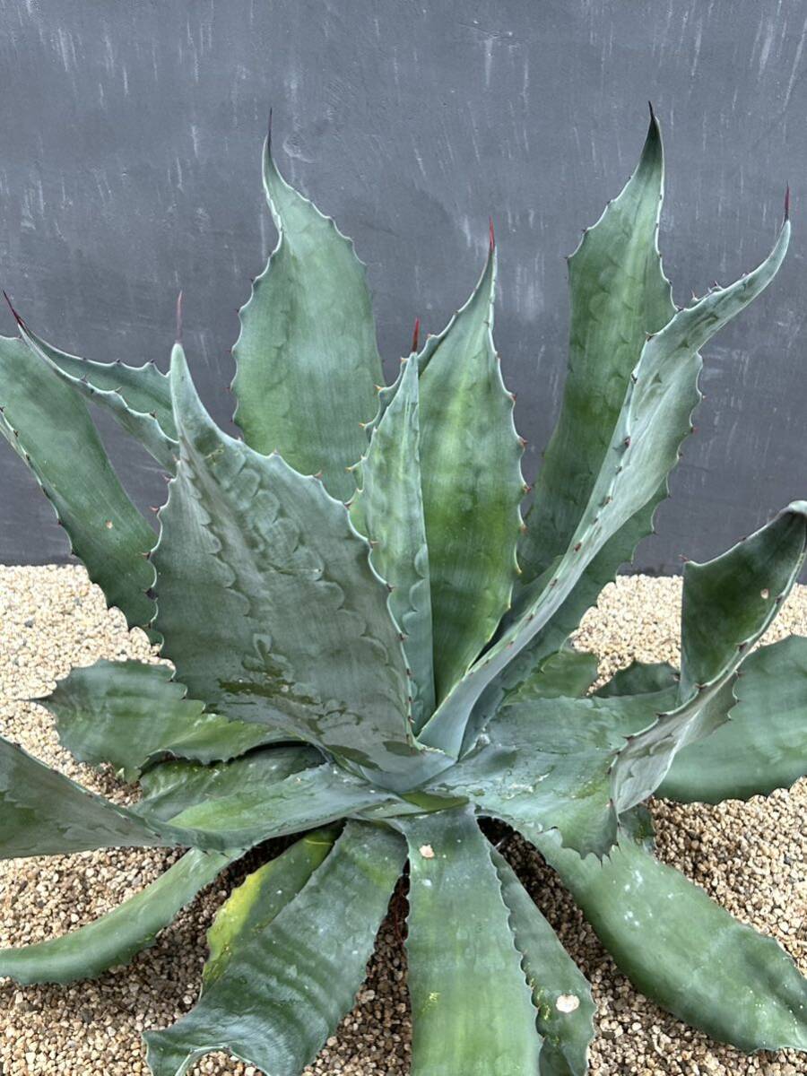 1 Agave salmiana v.feroxCrazy Horse アガベ　サルミアナ　フェロックス　クレイジーホース 美株　特大株　_画像4