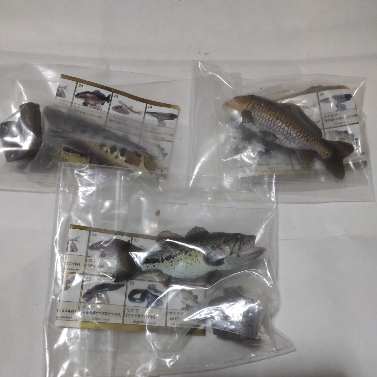 5712円 原色淡水魚図鑑Ⅱノーマル16種シークレット3種全19 5712円 原色淡水魚図鑑Ⅱノーマル16種シークレット3種全19