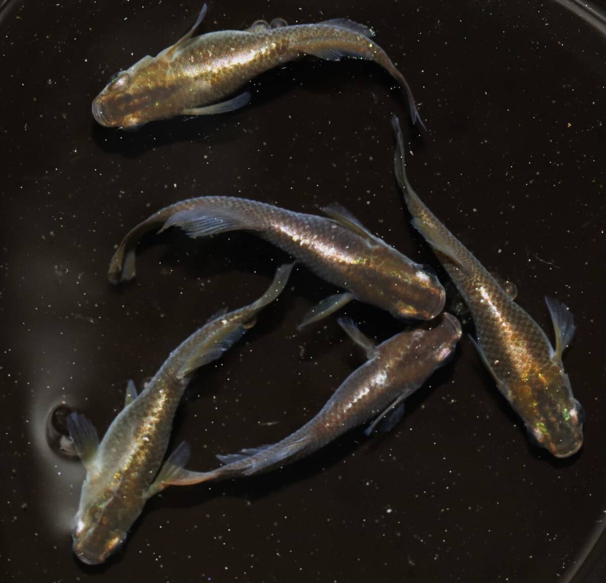 【せらめだか】極上親候補個体　ブラック黄金ヒカリ体型　２ペア+雌１(若魚)　M-11　_画像8
