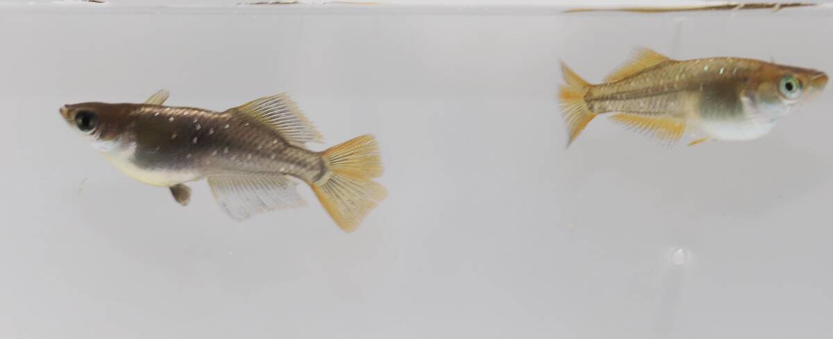 【せらめだか】極上親候補個体　ブラック黄金ヒカリ体型　２ペア+雌１(若魚)　M-11　_画像3