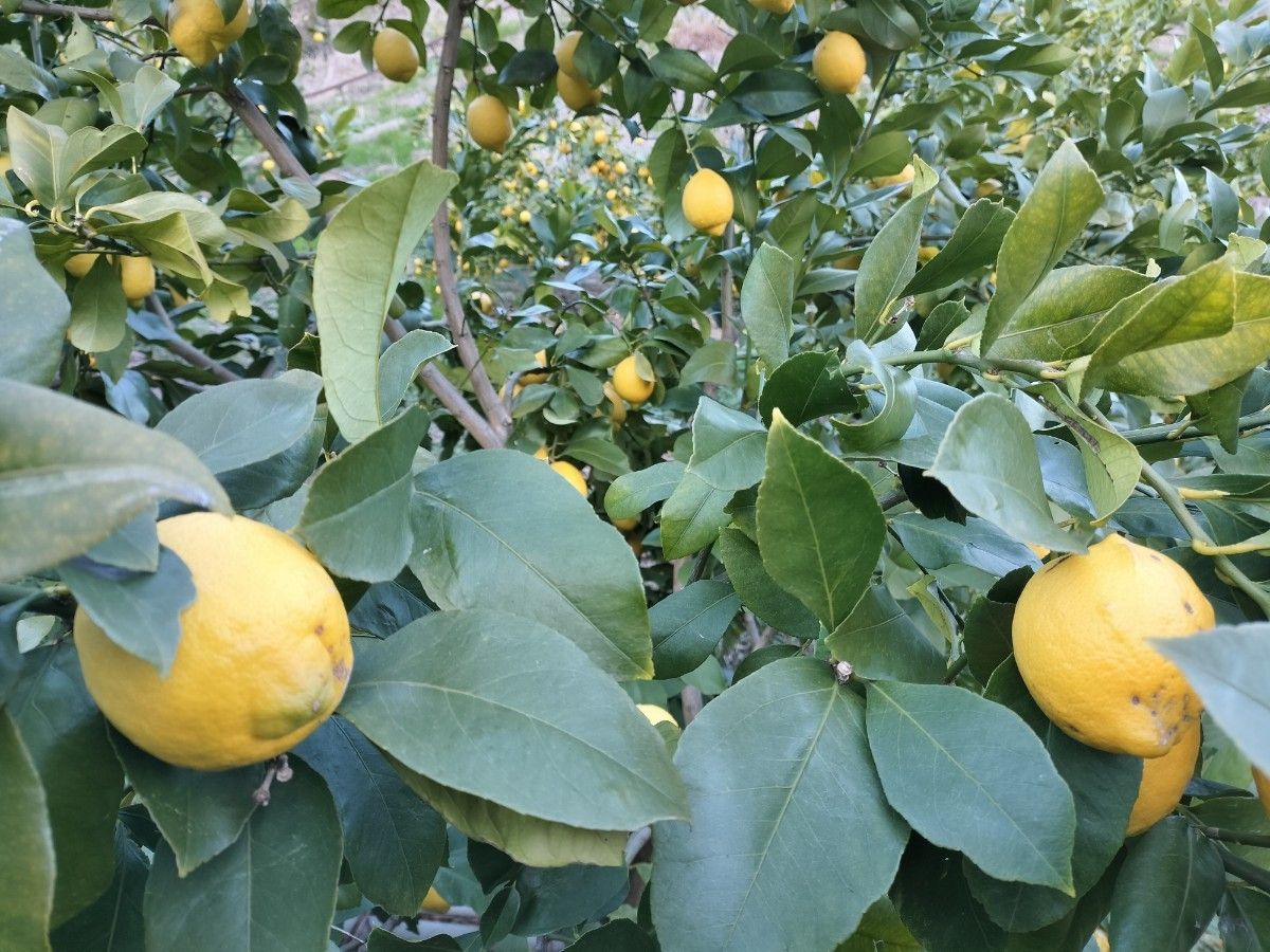 今季最終　国産レモン２kg家庭用　農家直送