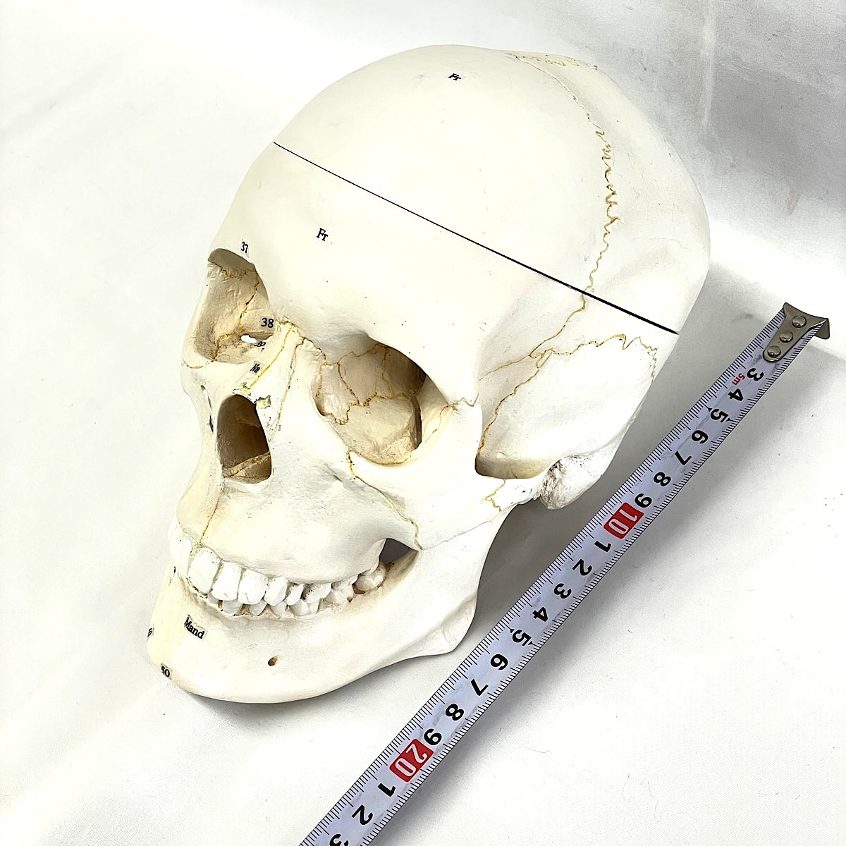 『USED』 頭蓋骨解剖模型 番号付 3分解 人体模型_画像8