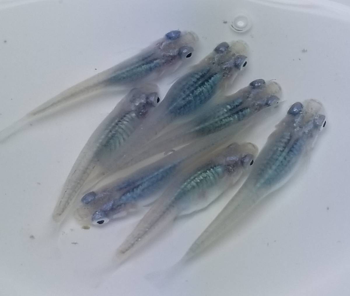 深海マリンブルーメダカ　の有精卵50個＋α_画像1