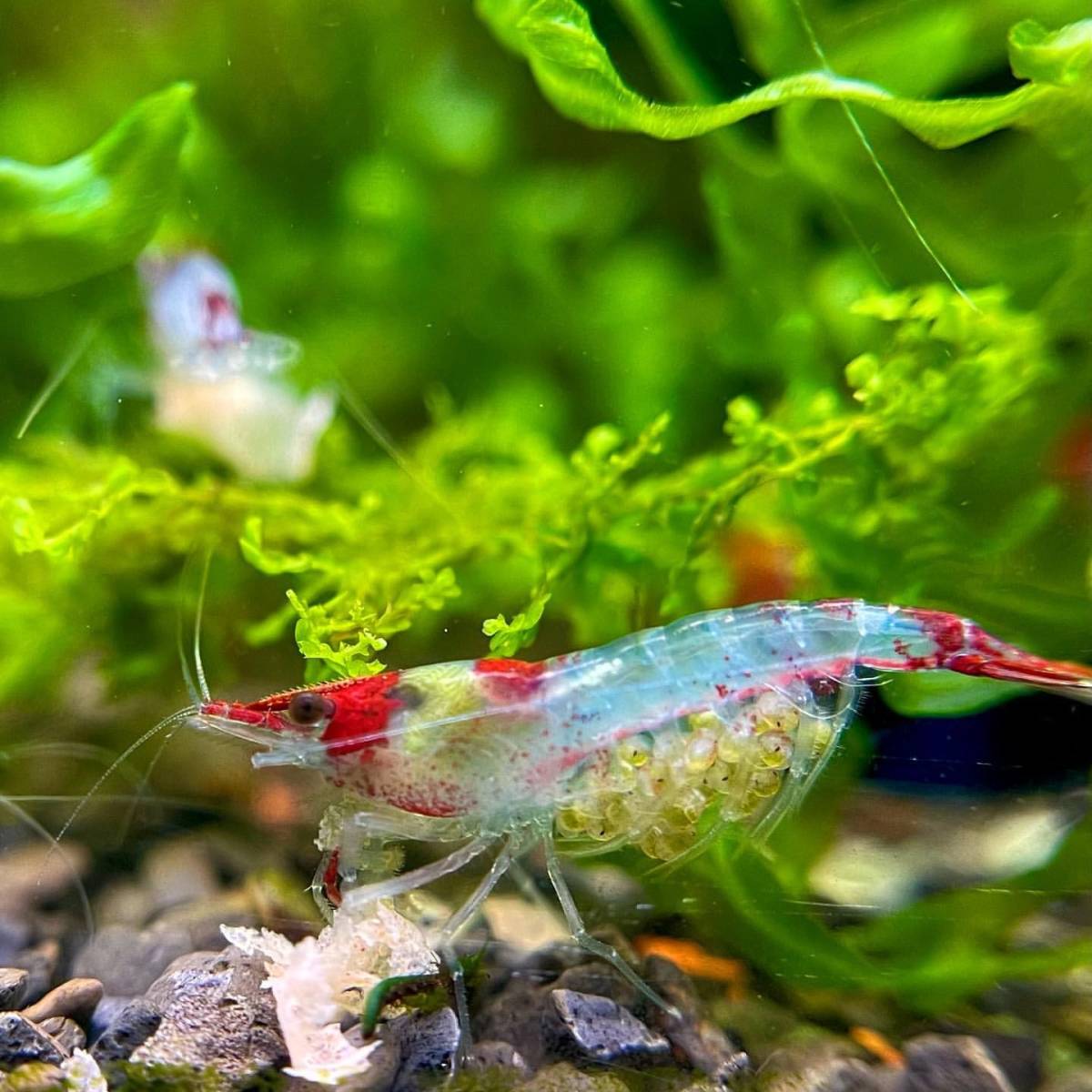 [ Cherry shrimp ] red ru Lee 10 pcs (+3 pcs service ) § heaven .§