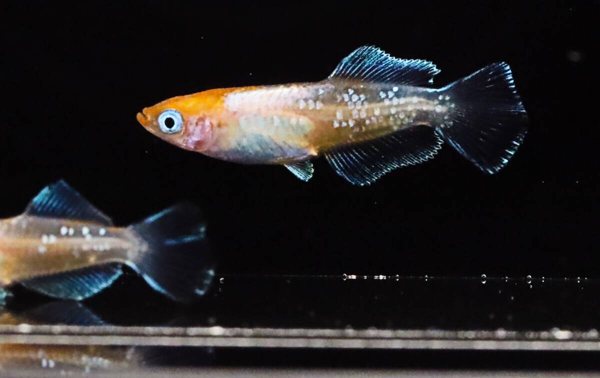 丸長メダカ ⑭【 ハイビスカス　夢中メダカ様直系　幼魚 】2匹！ メス 1匹、オス 1匹！ めだか 現物出品！_画像4