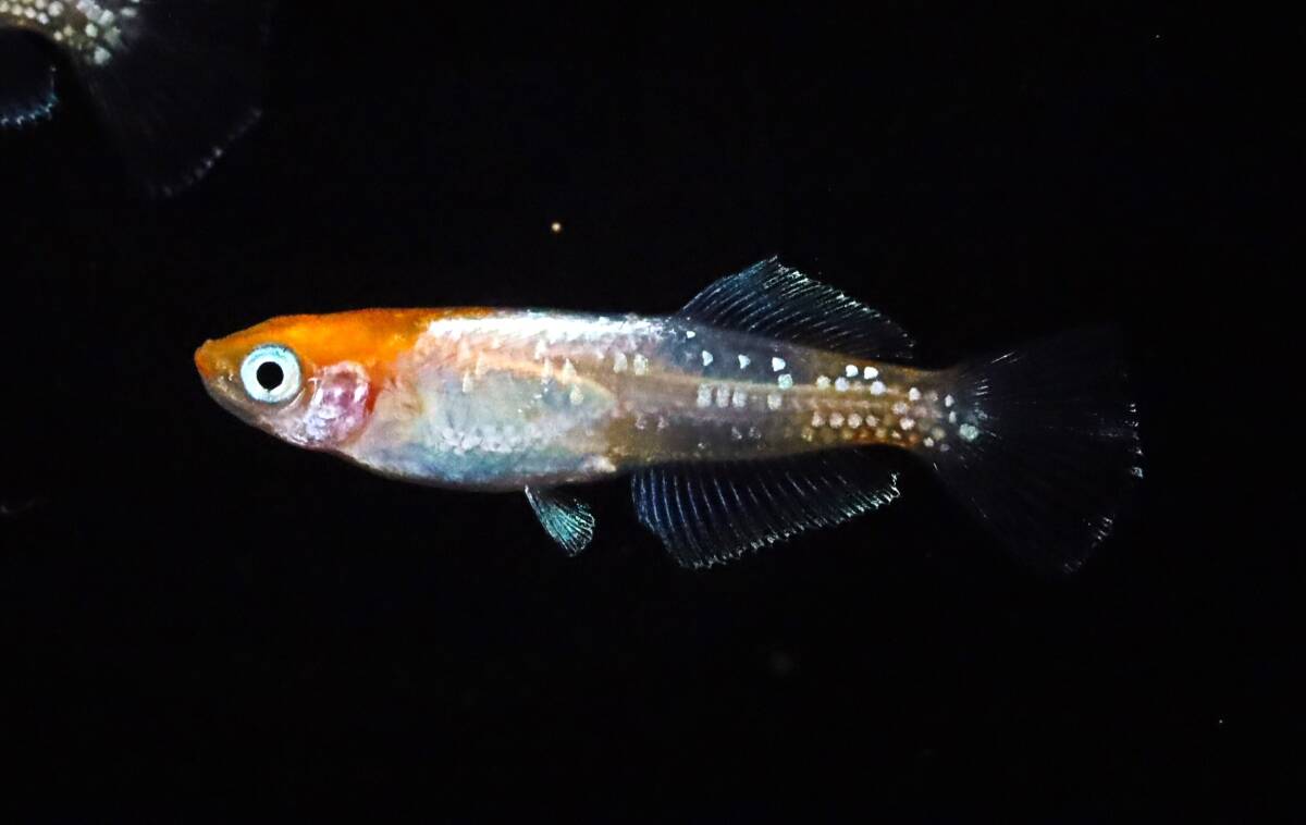 丸長メダカ D7【 ハイビスカス　夢中メダカ様直系　幼魚 】2匹！ メス 1匹、オス 1匹！ めだか 現物出品！_画像3