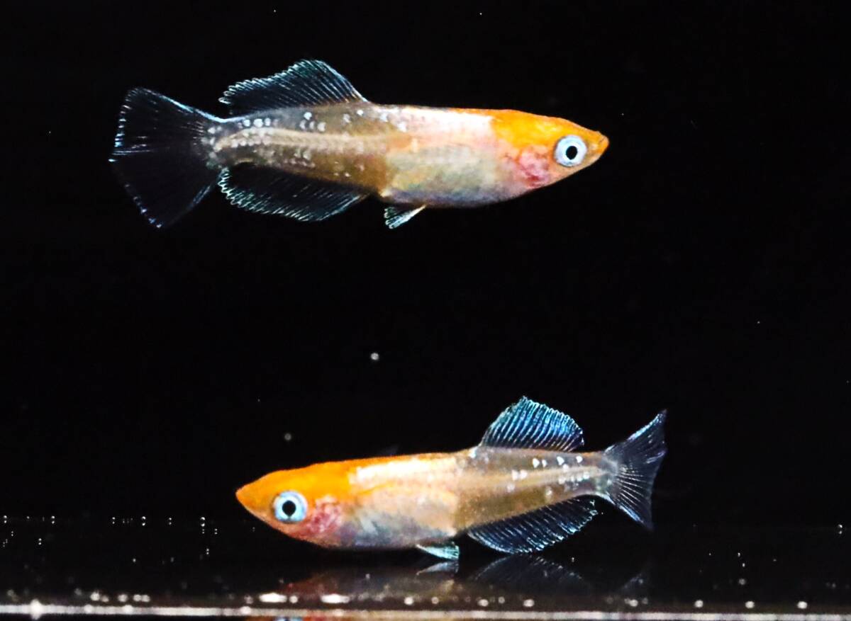 丸長メダカ ⑭【 ハイビスカス　夢中メダカ様直系　幼魚 】2匹！ メス 1匹、オス 1匹！ めだか 現物出品！_画像5