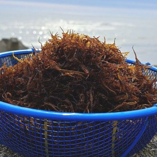 ふのり【北海道日高産】20g×3個