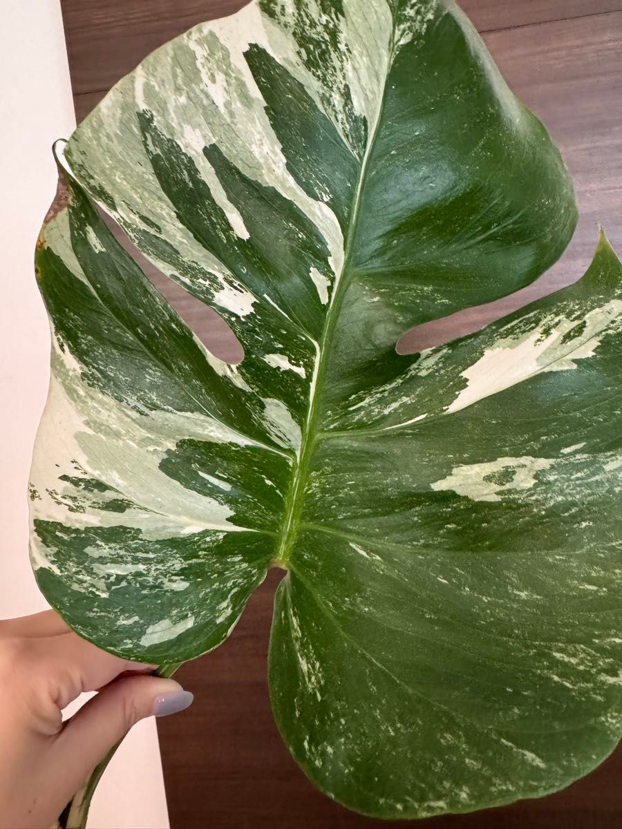 斑入り モンステラ Variegata ボルシギアナ Monstera MONSTERA