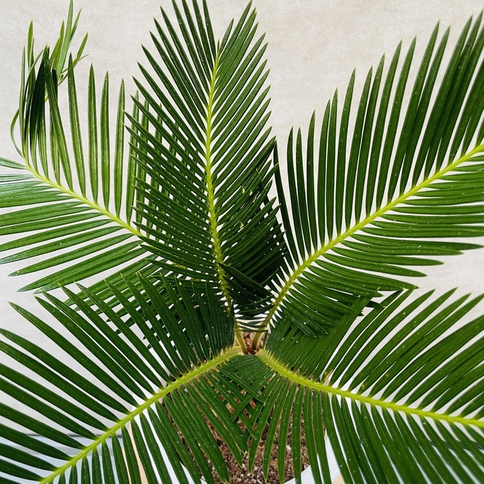 ソテツ 蘇鉄 6号鉢 観葉植物 庭木 記念樹 シンボルツリー 地植え 風水 敬老の日 鉢植え 南国 苗 ドライガーデン_画像7