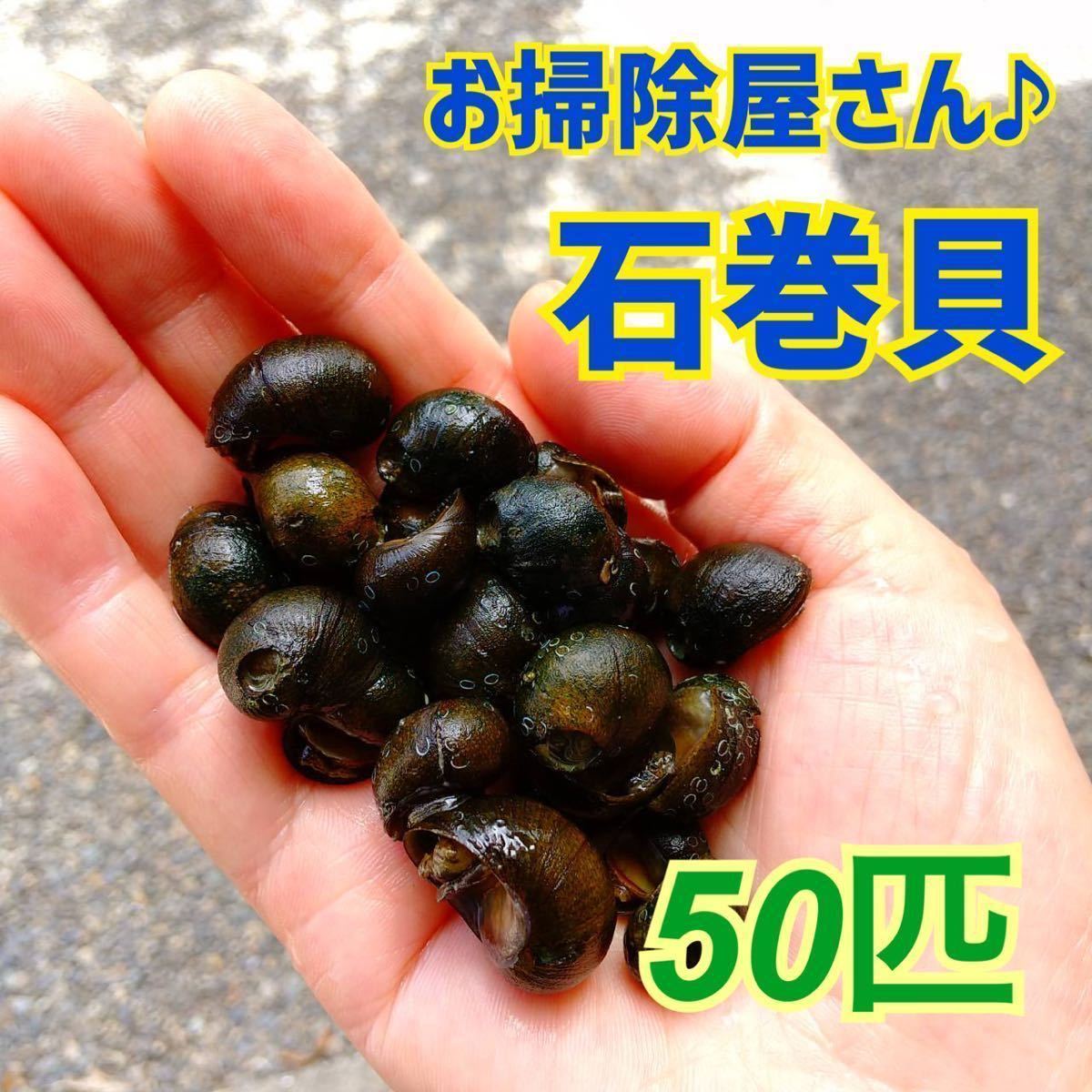 石巻貝 50匹 イシマキガイ 水質浄化 コケ 苔取り お掃除生体 混泳 メダカ タニシ しじみ スネール 生体 ホタルの餌の画像1