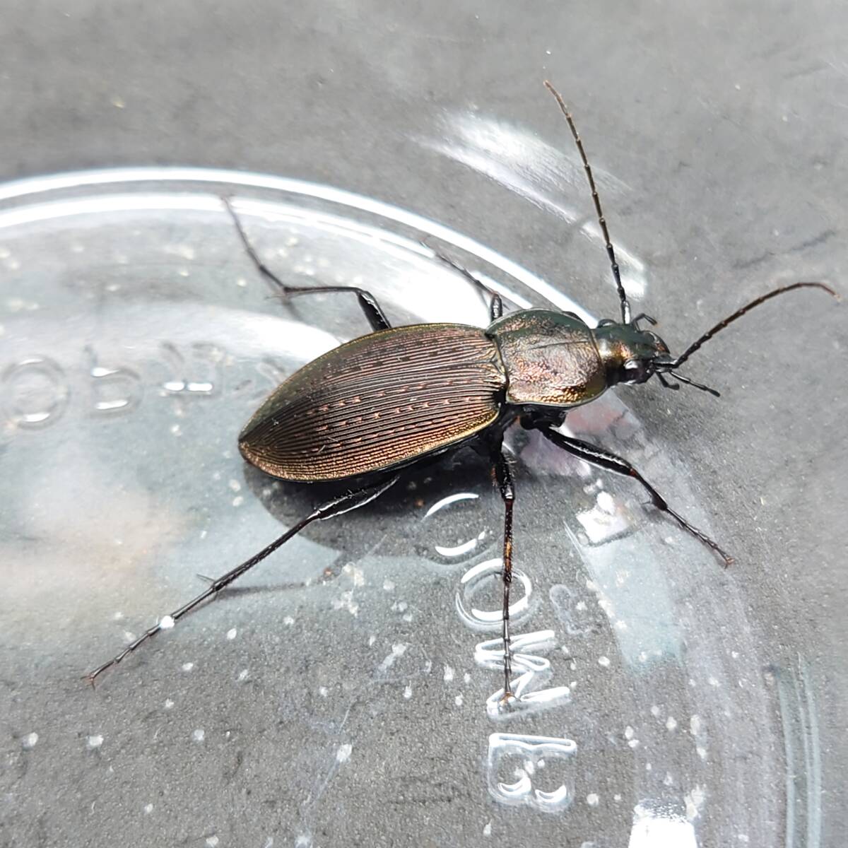 ☆生体、御所浦島産ヒメオサムシ基亜種♂1匹♀2匹☆_参考♀