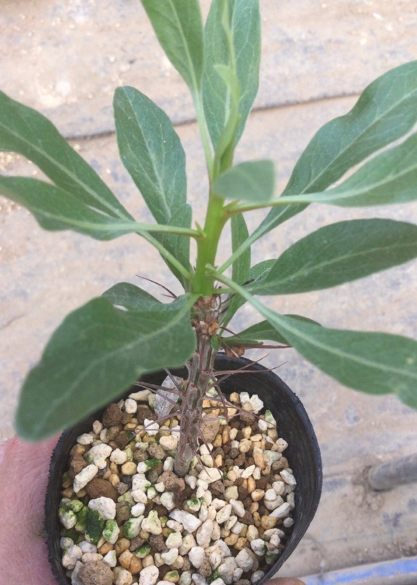5/14 (2) Fouquieria splendens subsp. campanulata 7.5cm鉢　実生　『エムズプランツ』_画像2