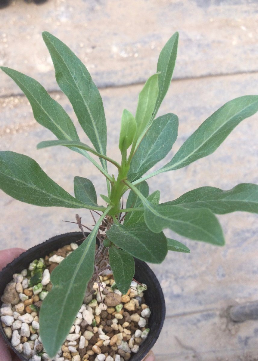 5/14 (2) Fouquieria splendens subsp. campanulata 7.5cm鉢　実生　『エムズプランツ』_画像3