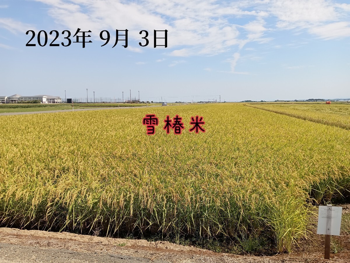 特別栽培米新潟県産コシヒカリ5k_画像7