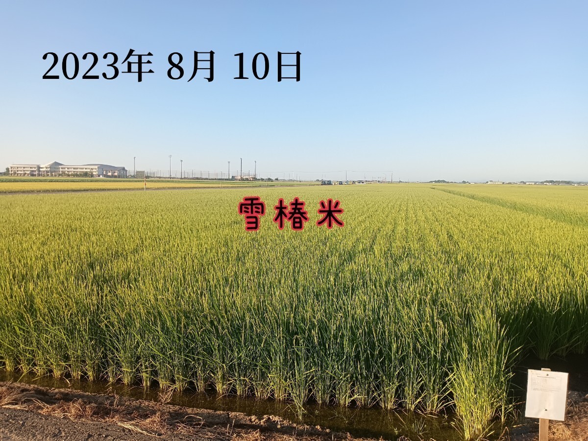 特別栽培米新潟県産コシヒカリ5k_画像6