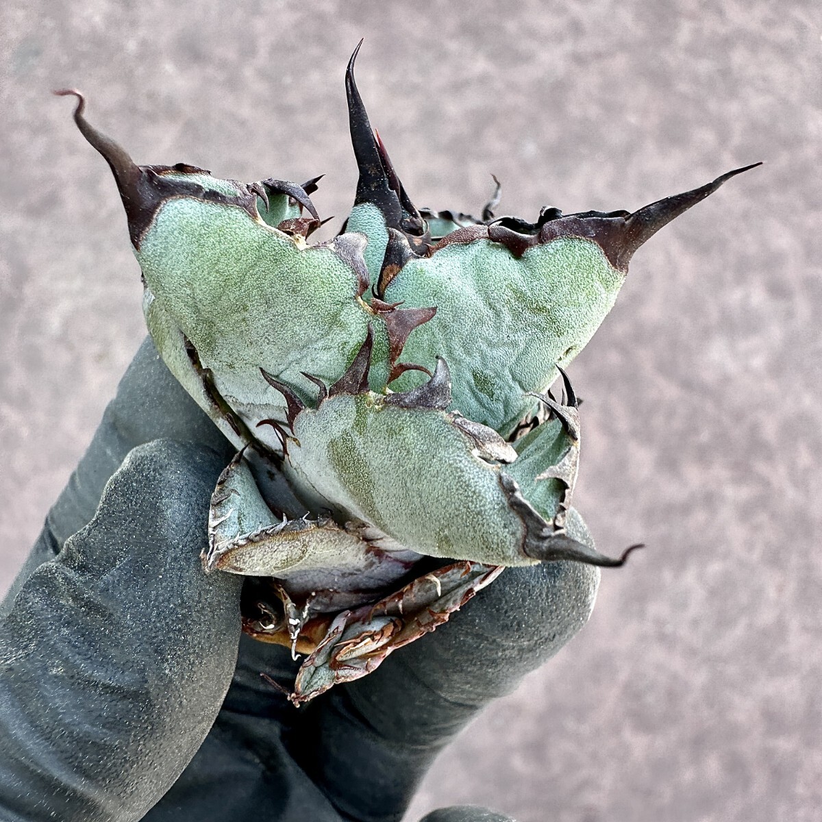 【Lj_plants】Z79 アガベ チタノタ BB ブラックアンドブルー 短い葉強棘 丸い叶 コンパクト包葉形 綺麗株_画像8