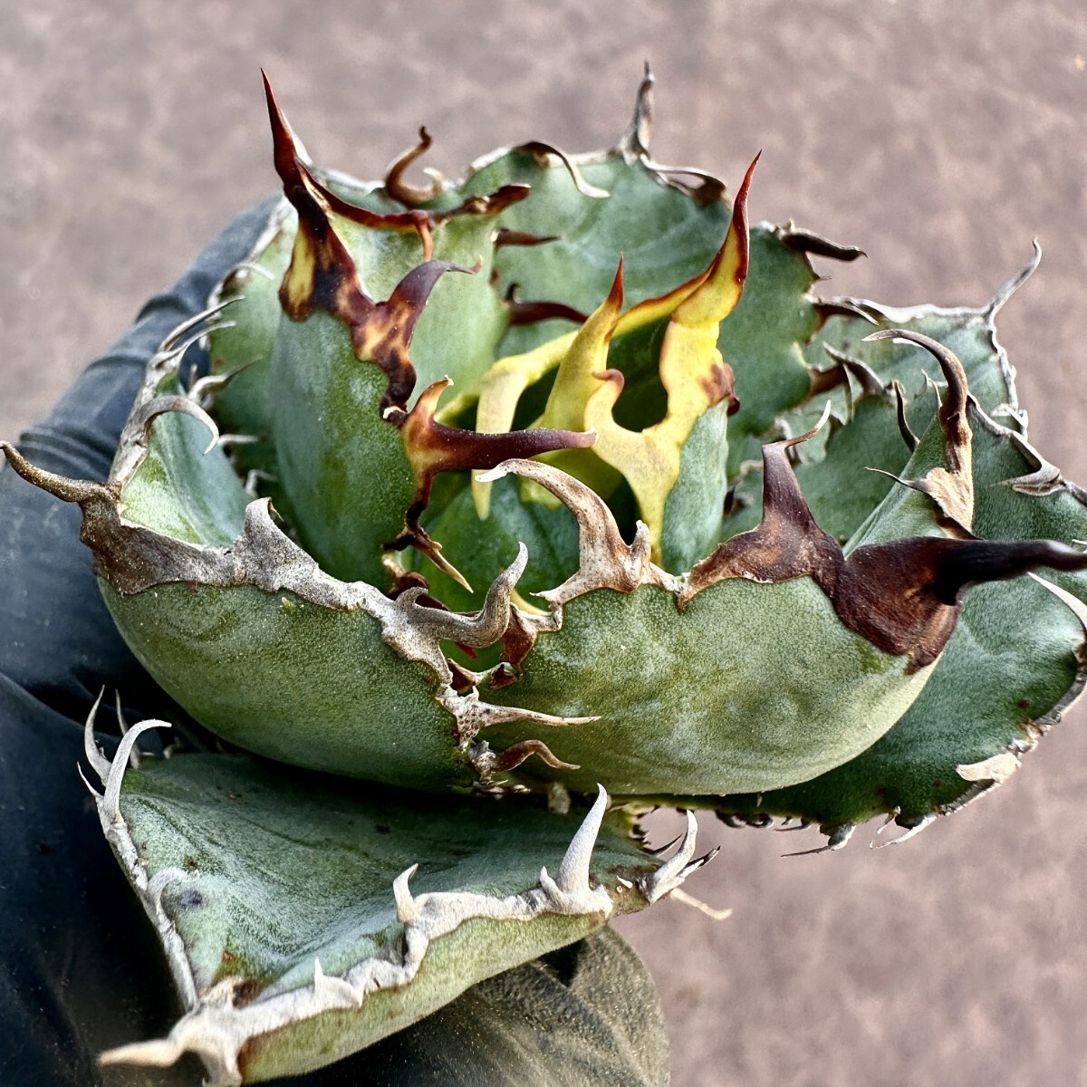 [Lj_plants]Z62 agave chitanota white . a little over . large . cover . leaf shape beautiful stock beautiful stock 