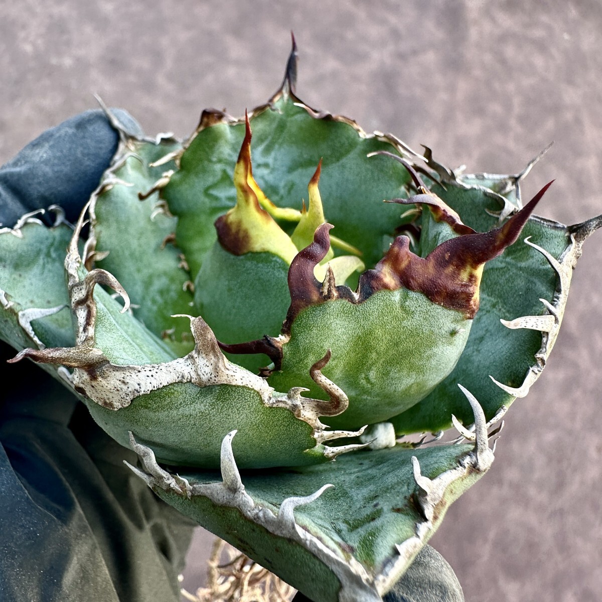 [Lj_plants]Z62 agave chitanota white . a little over . large . cover . leaf shape beautiful stock beautiful stock 