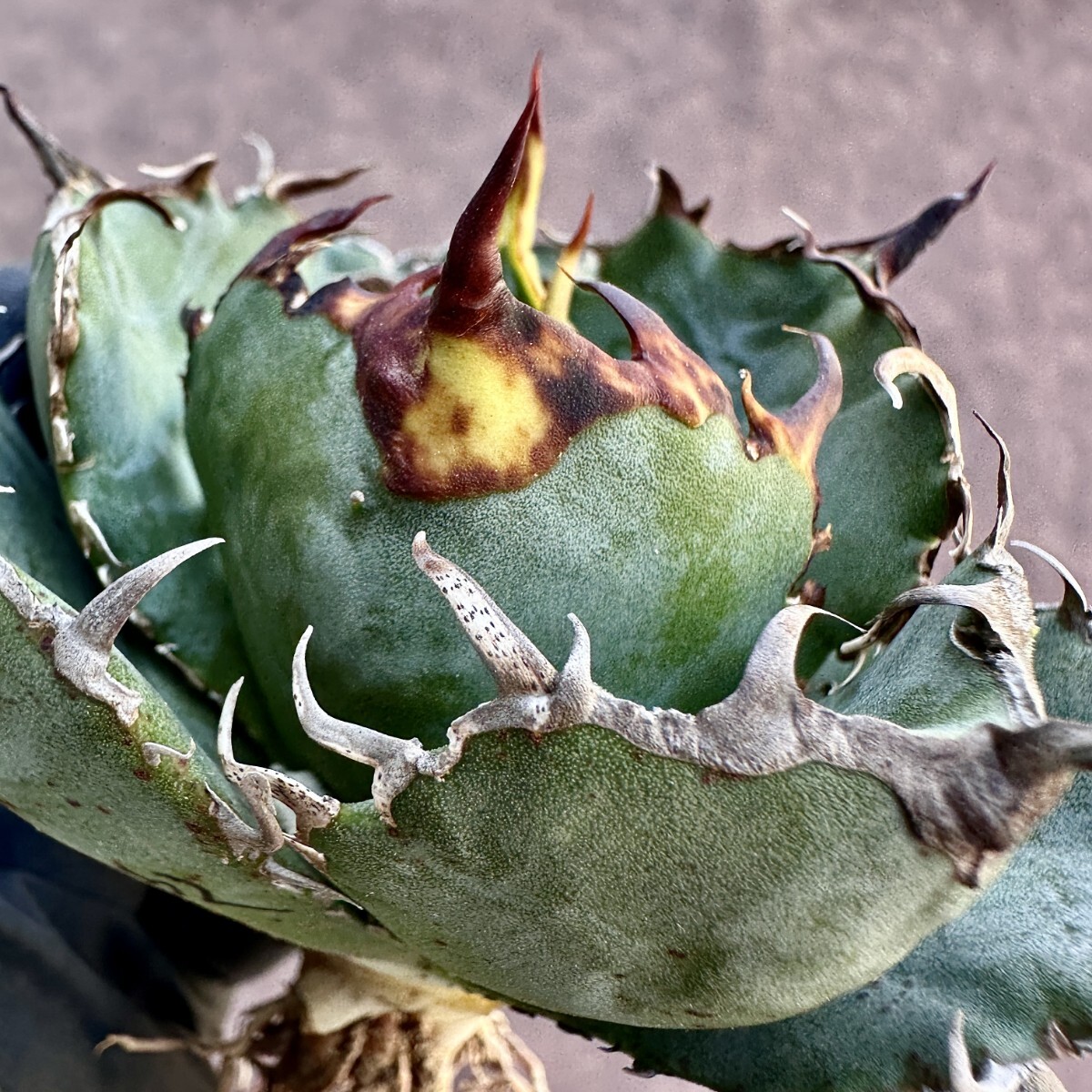 [Lj_plants]Z62 agave chitanota white . a little over . large . cover . leaf shape beautiful stock beautiful stock 