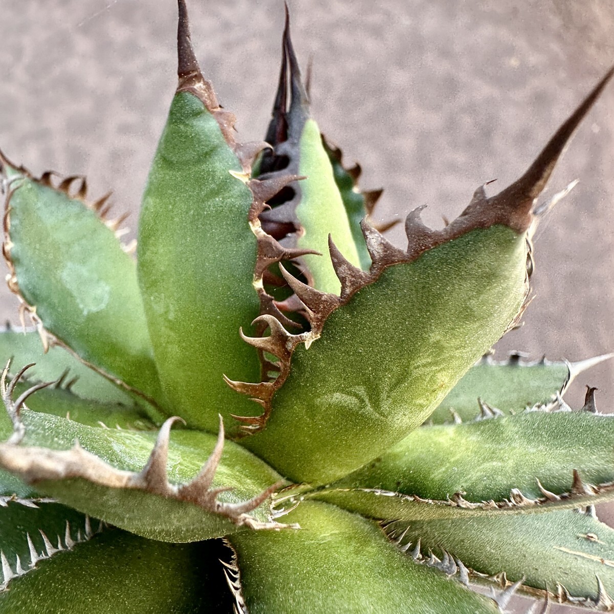 [Lj_plants]Z68 succulent plant agave a little over . Hori dahorrida finest quality a little over . finest quality beautiful stock 
