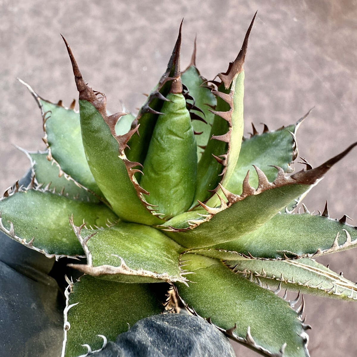 [Lj_plants]Z68 succulent plant agave a little over . Hori dahorrida finest quality a little over . finest quality beautiful stock 
