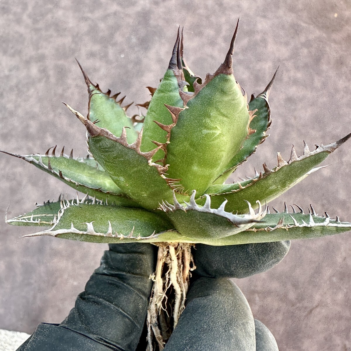 [Lj_plants]Z68 succulent plant agave a little over . Hori dahorrida finest quality a little over . finest quality beautiful stock 