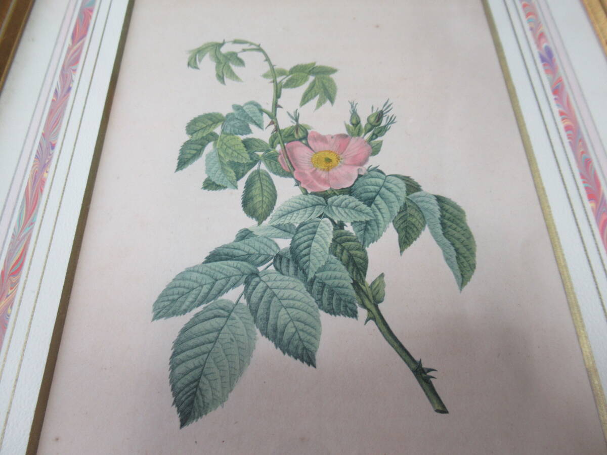 □希少 美品 三越発売 定価3万 額装!1835年 P.J.Redouteがパリ □希少 美品 三越発売 定価3万 額装!1835年 P.J.Redouteがパリ