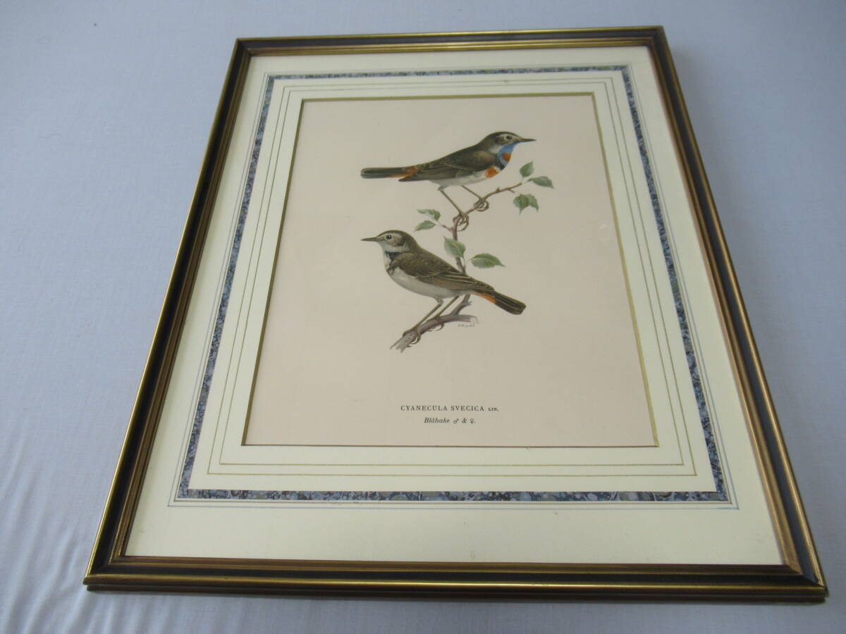 □希少 美品 三越発売 定価3.8万!1871年~ Henry Eeles Dresser □希少 美品 三越発売 定価3.8万!1871年~ Henry Eeles Dresser