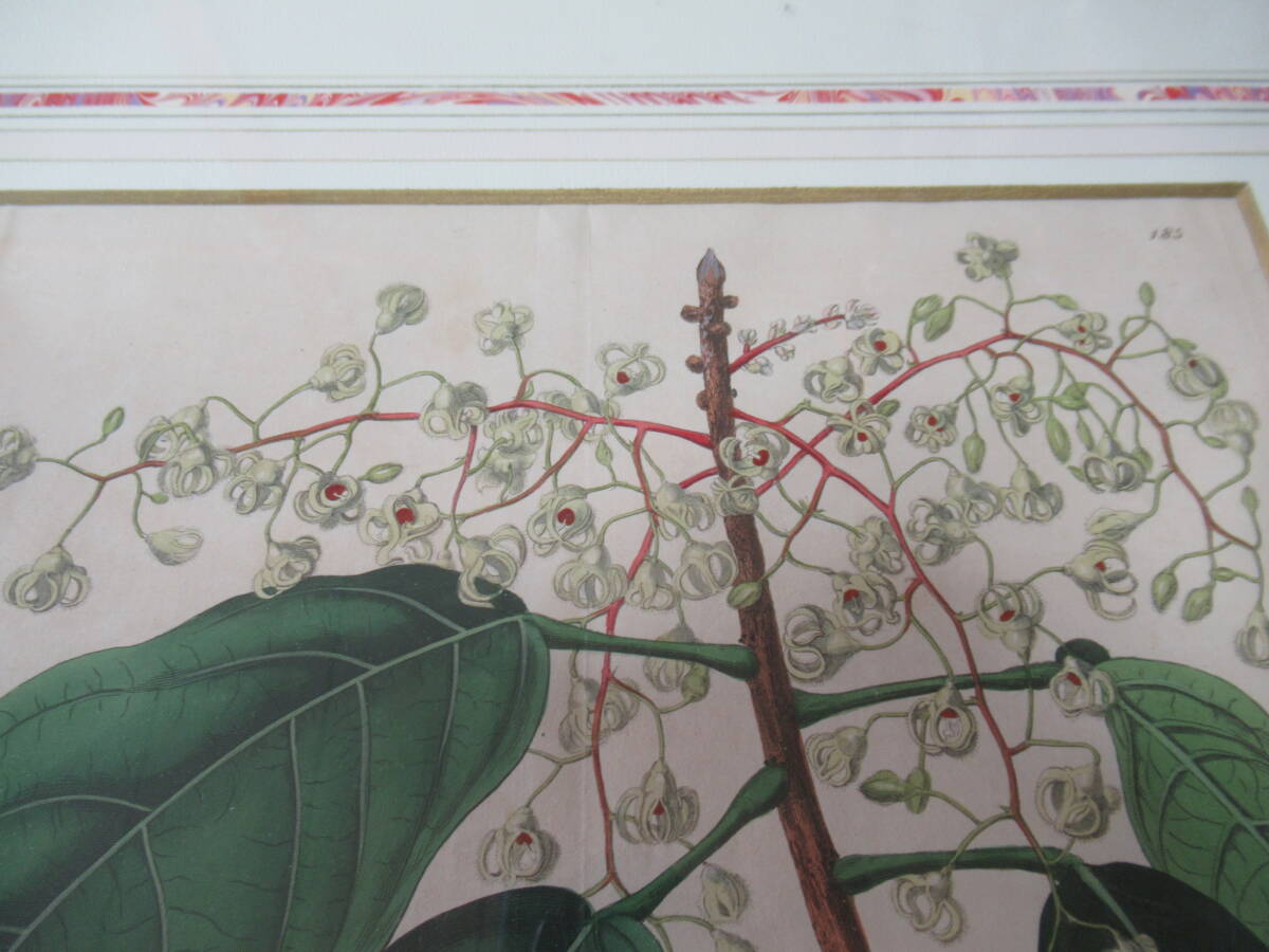 希少 美品 三越発売 定価5.8万 額装□1817年 ロンドン出版 No.185「 希少 美品 三越発売 定価5.8万 額装□1817年 ロンドン出版 No.185「