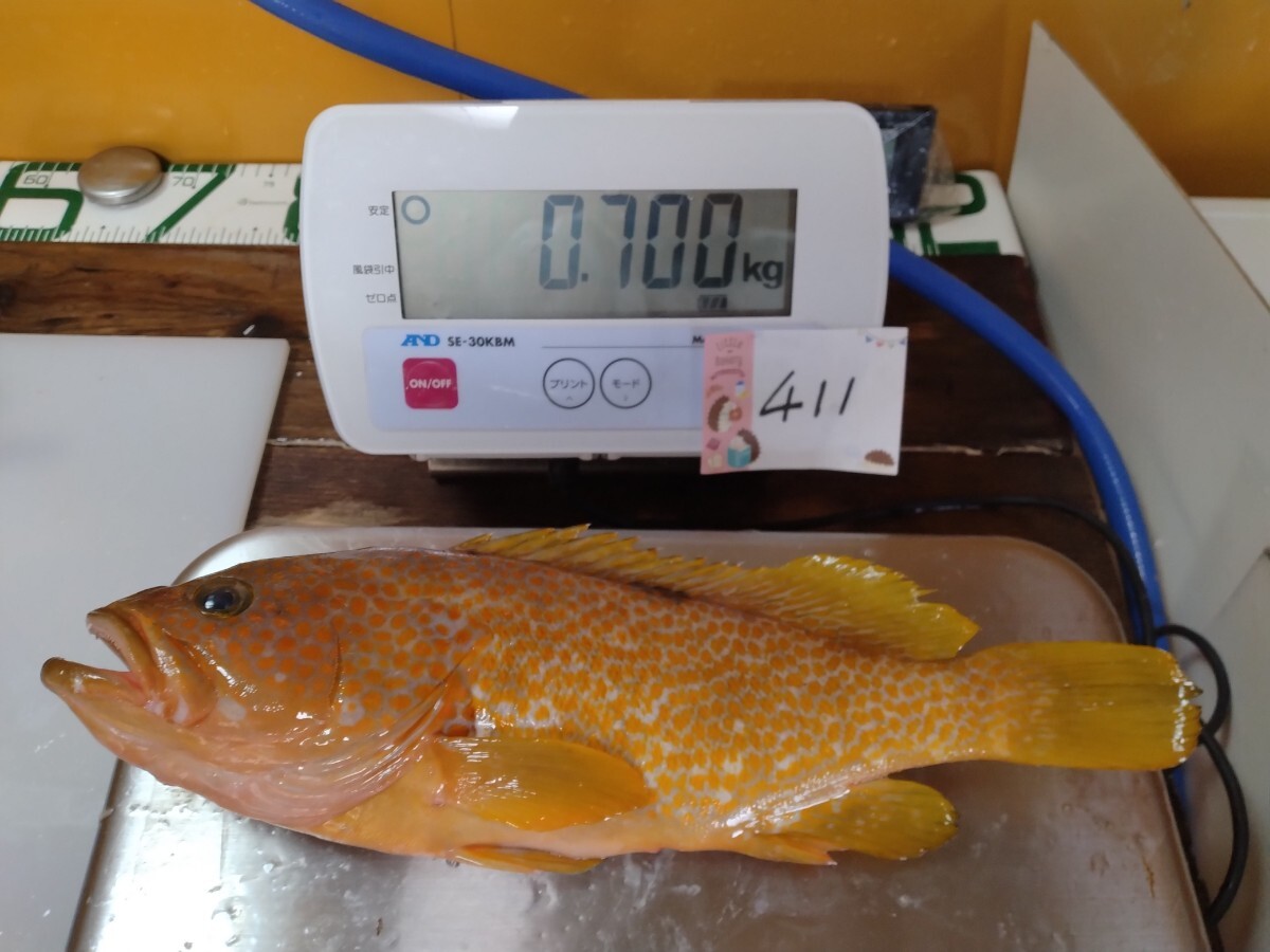 釣物【キジハタ】熟成中,0℃～2℃で冷蔵中,魚介類販売業認可済,漁協准組合員,漁船登録済,冷蔵品いつでも1円スタート,一魚一味,No.411_画像1