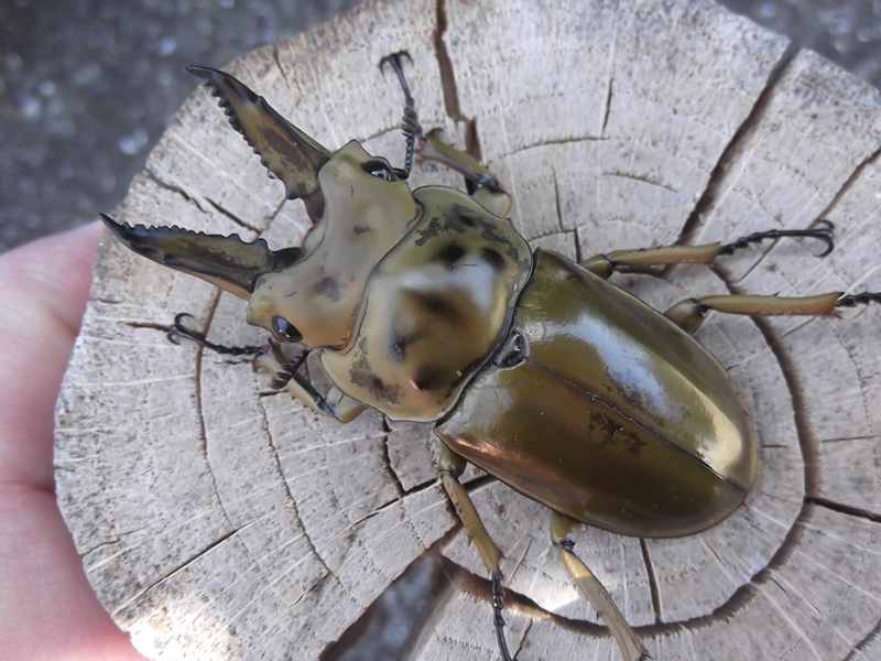 後食開始 ババオウゴンオニクワガタ　♂×1頭＋♀×2頭_画像2