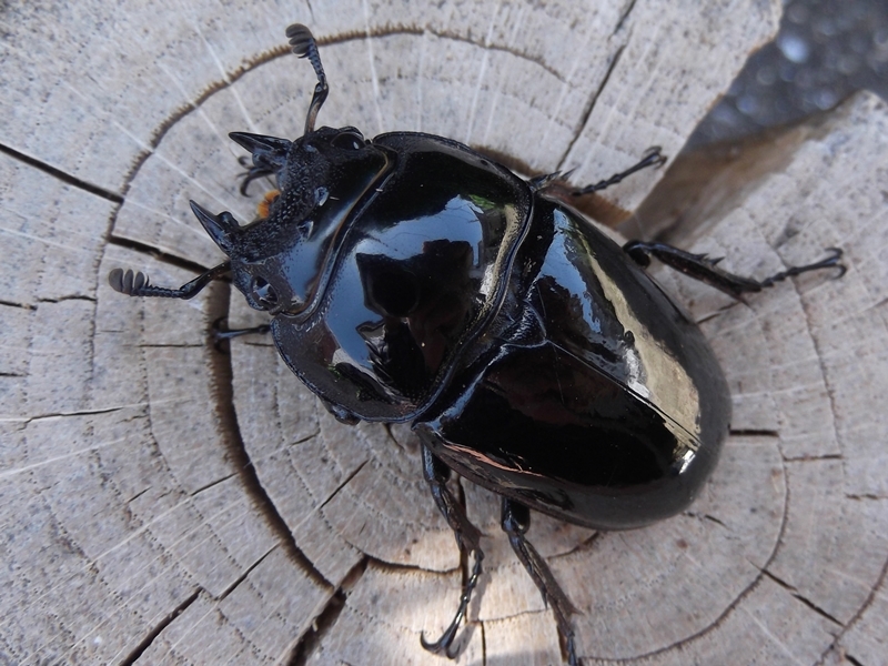 新成虫 タランドゥスオオツヤクワガタ 1♂＋２♀　_画像10