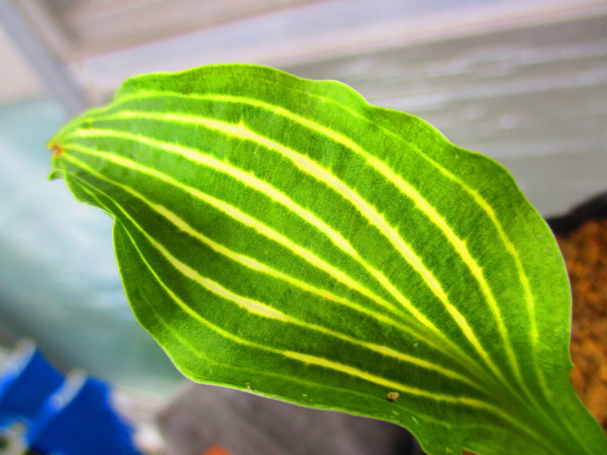 山野草  斑入り  ギボウシ  「水戸の華」 の画像6