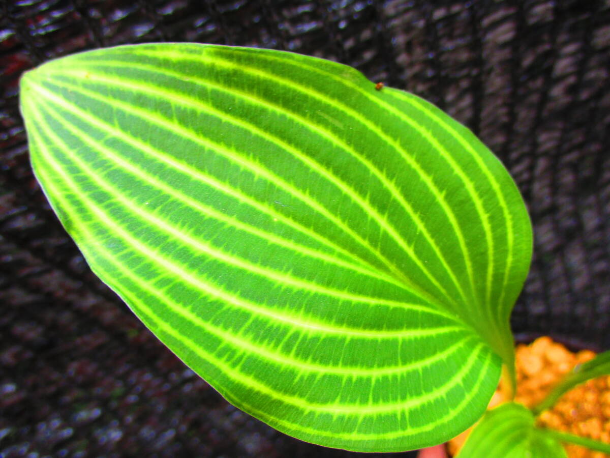 山野草　　斑入り　　ギボウシ 　「水戸の華」_画像8