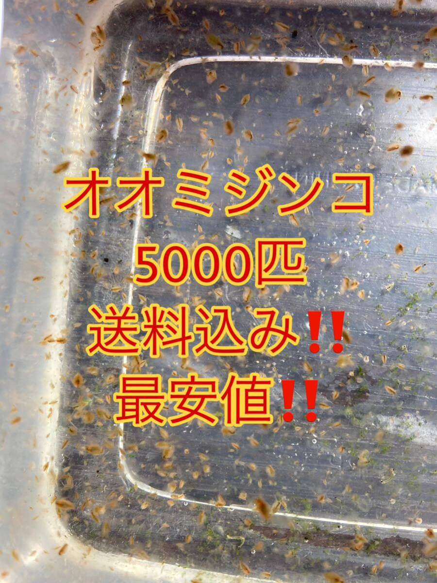 オオミジンコ 5000匹以上！ 送料無料！ 一円スタート メダカ 、金魚、グッピーへの餌に！_画像1