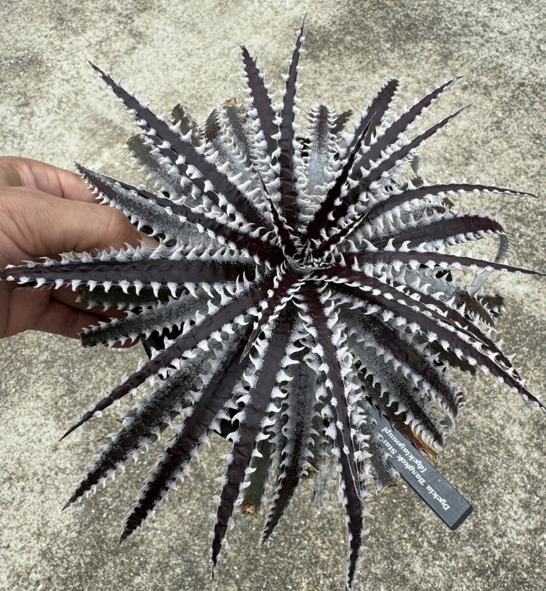 Dyckia 'Bangkok Star' の画像8