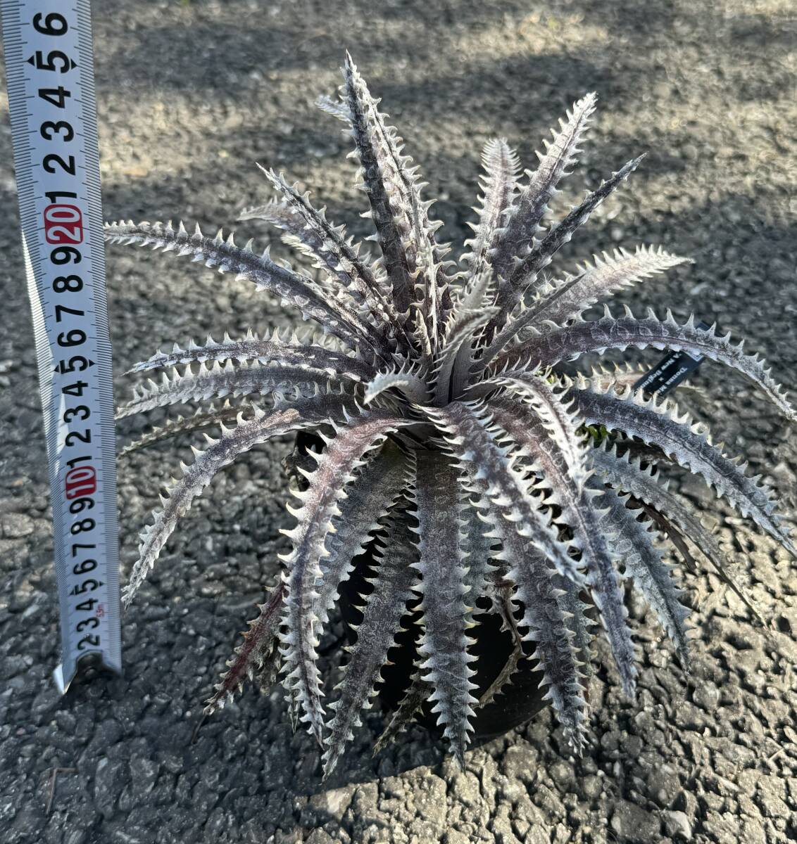 Dyckia 'Donna Marie' x 'A New Beginning’(dyckiayouup hybrid)_画像7