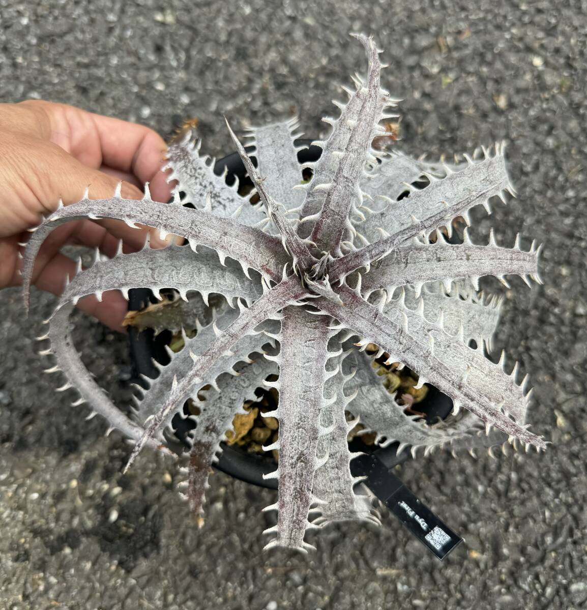 Dyckia 'Dyu First' dyckiayouup hybrid_画像3