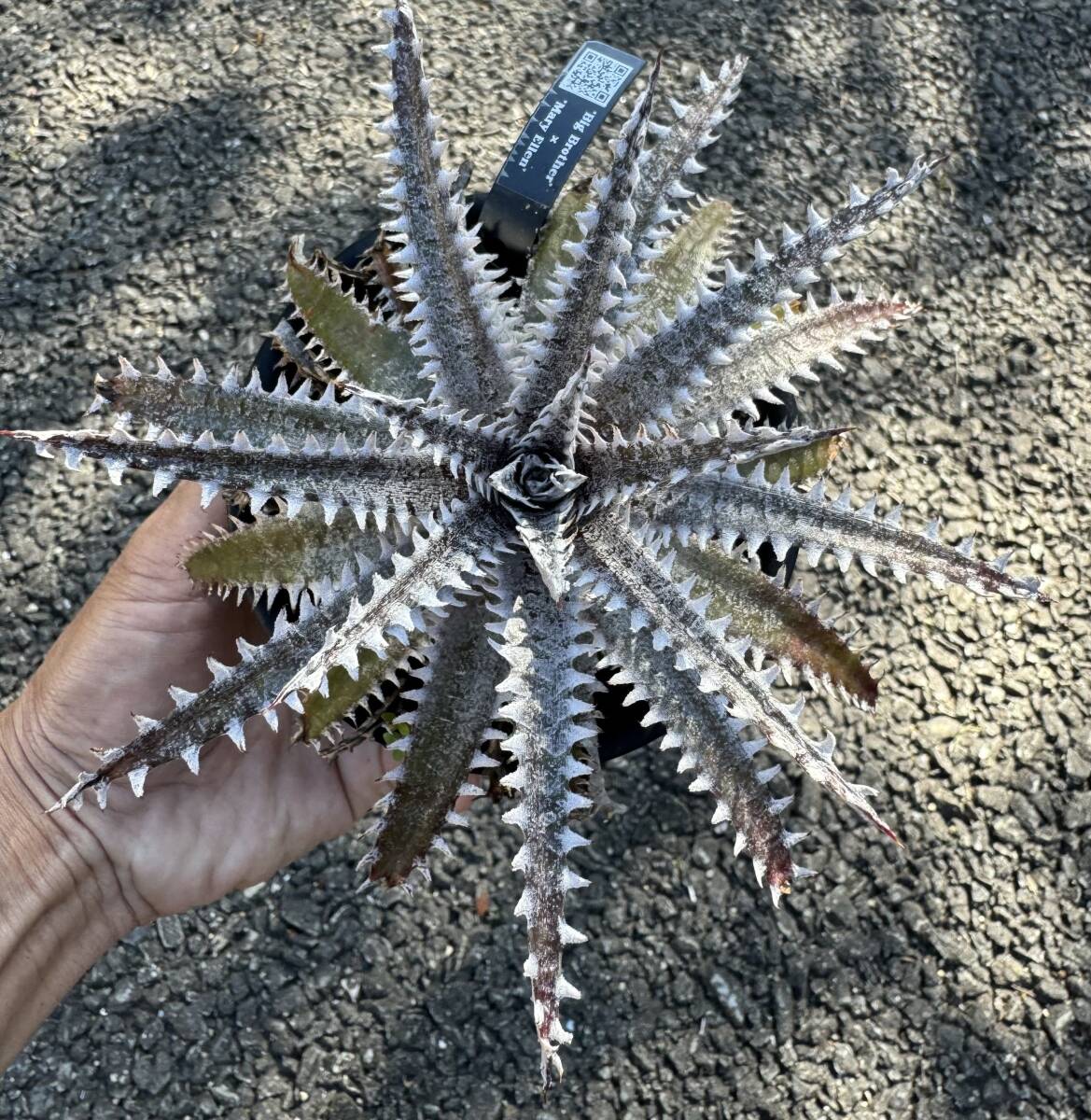 Dyckia 'Big Brother' x 'Mary Ellen' (dyckiayouup hybrid)_画像2