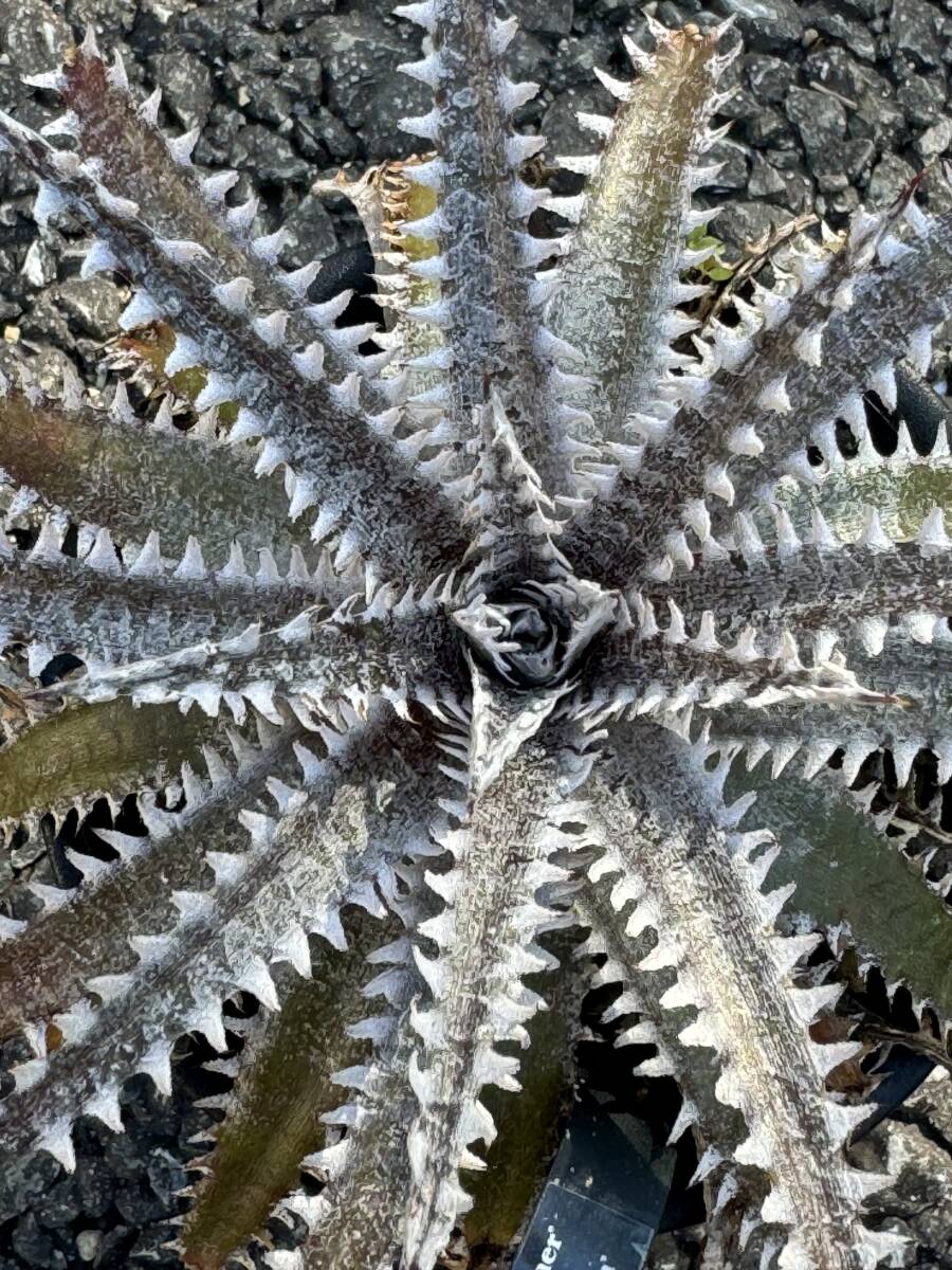 Dyckia 'Big Brother' x 'Mary Ellen' (dyckiayouup hybrid)_画像6