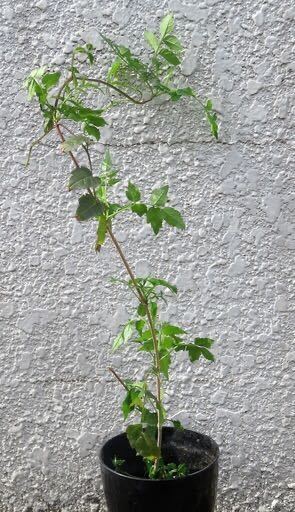 ノウゼンカズラ　1株　蔓性植物　落葉宿根草　耐寒性あり　トロピカル　栽培簡単_サンプル苗です