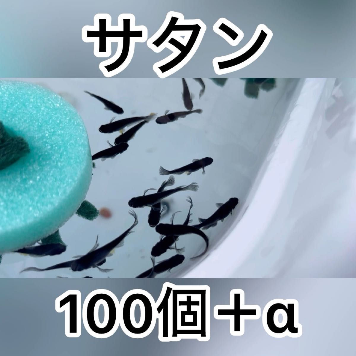 サタンメダカ 有精卵100個＋α10個