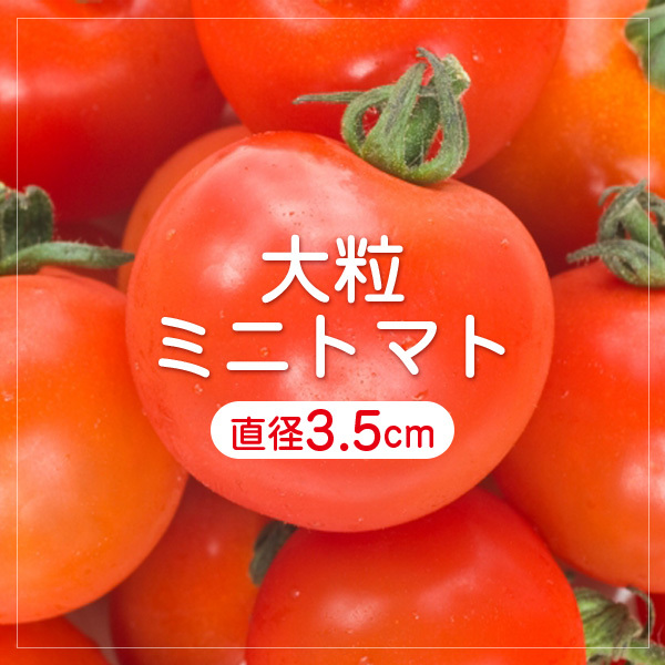 【ミニなのに大きい？】大粒ミニトマトの種10粒～食べごたえバツグン～_画像1