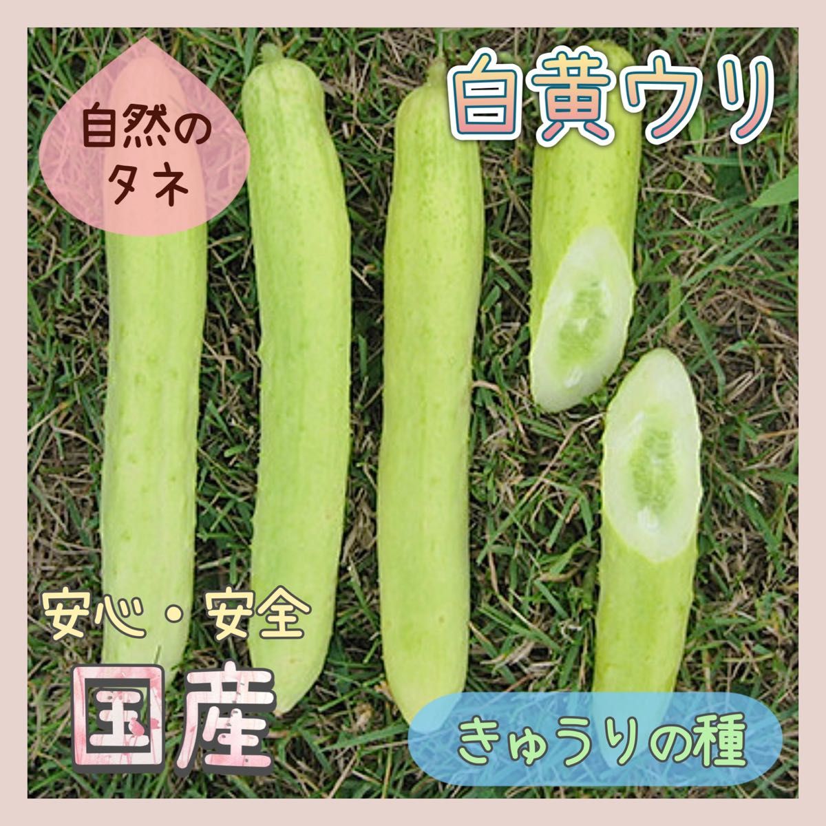 【国内育成・採取】 白黄ウリ 家庭菜園 種 タネ きゅうり 野菜 胡瓜