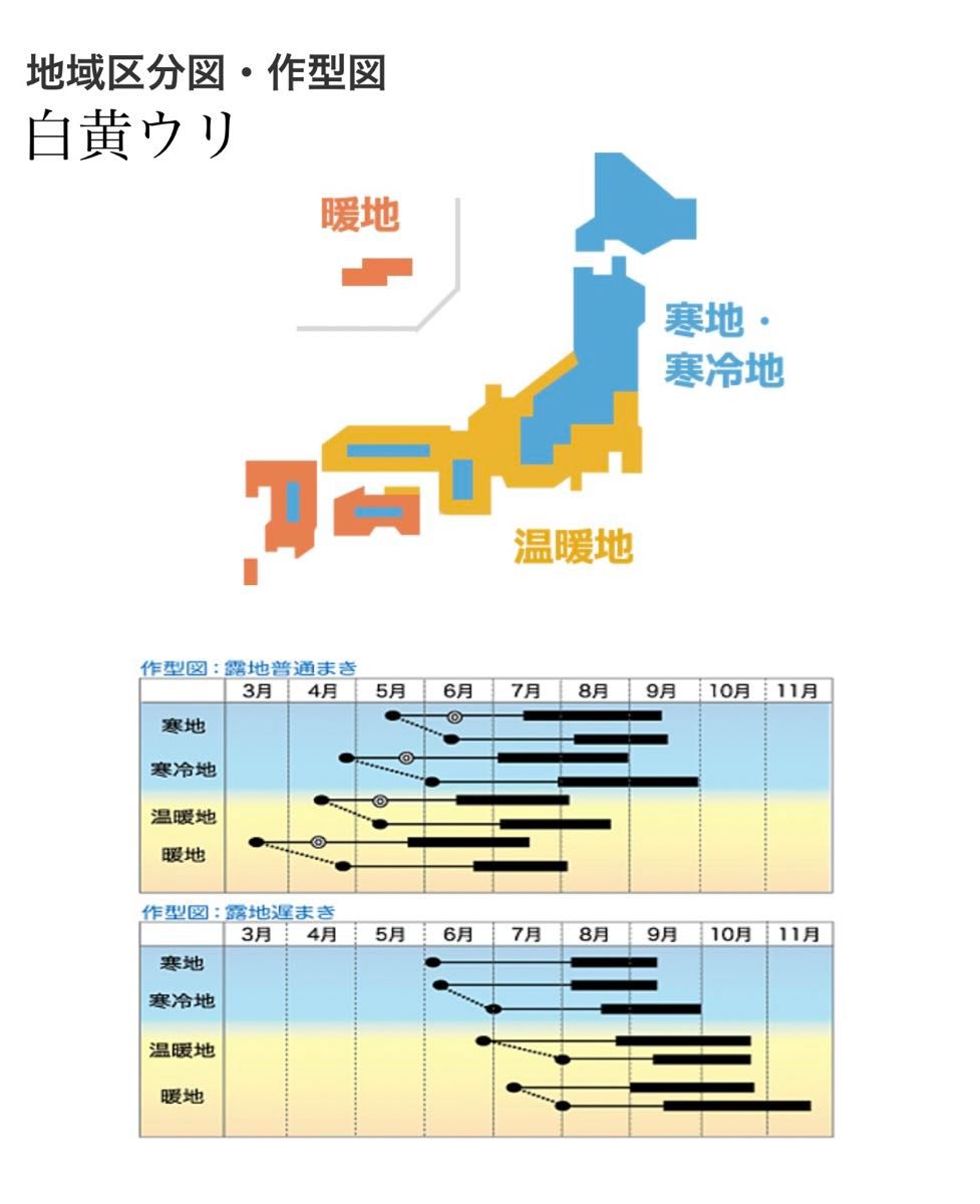 【国内育成・採取】 白黄ウリ 家庭菜園 種 タネ きゅうり 野菜 胡瓜