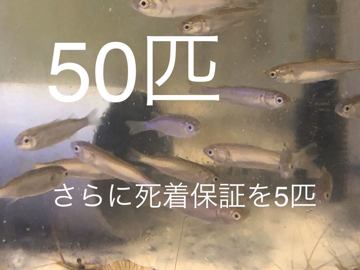 No32 小ボラ　50匹＋予備5匹　Sサイズ　近海魚　海水魚　生体　活餌　生餌　ボラ目ボラ科_画像1