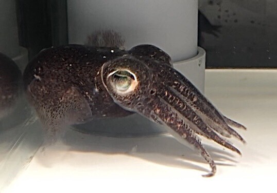 【現物】ミミイカ LLサイズ 近海魚 海水魚 生体 ダンゴイカ目ミミイカ属の画像1