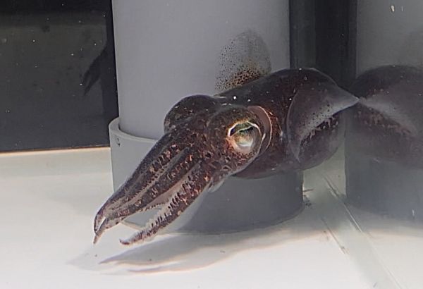 【現物】ミミイカ LLサイズ 近海魚 海水魚 生体 ダンゴイカ目ミミイカ属の画像4