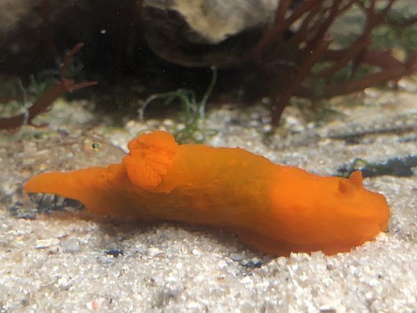 No9 キヌハダウミウシ オレンジ系 近海魚 海水魚 軟体動物 裸鰓目 の画像4